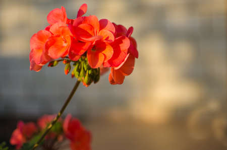 Bright pelargonium decorate the yard in summer day