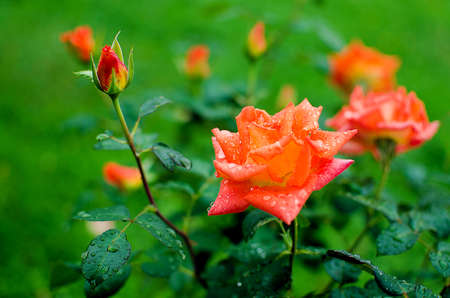 orange roses on a branch with green leaves outdoors in summerの写真素材