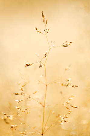 Green grass stem growing outdoors on a sunny dayの写真素材