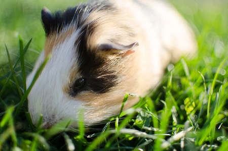 guinea pig walks in the fresh air and eating green grassの写真素材