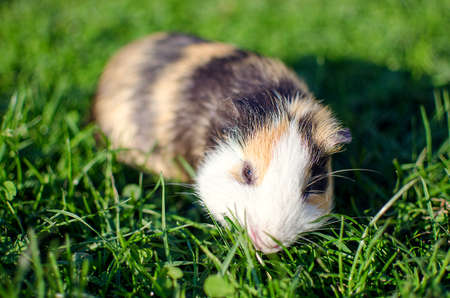 guinea pig walks in the fresh air and eating green grass