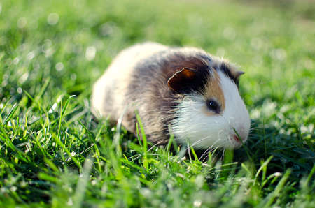 guinea pig walks in the fresh air and eating green grassの写真素材