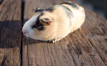 guinea pig walks in the fresh air and eating green grassの写真素材
