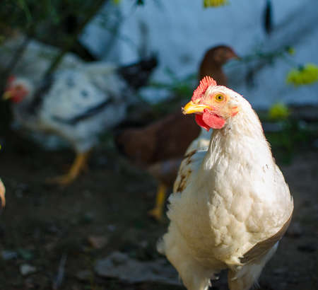 Happy Home poultry chickens grazing and walking outdoors