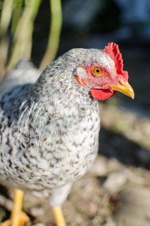 Happy Home poultry chickens grazing and walking outdoorsの写真素材