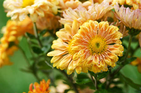 Chrysanthemum flowers grow outdoors in the fall on a sunny dayの写真素材