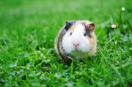 guinea pig walks in the fresh air and eating green grassの写真素材