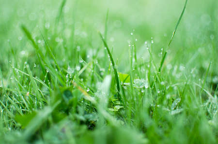 Small drops of dew on fresh green grass in the morning fair weatherの写真素材