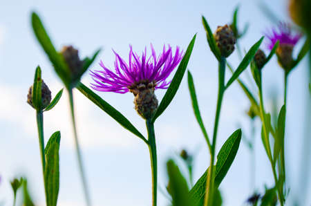 Bouquet of wild flowers of different colors in the vase outdoors or growing on fieldの写真素材