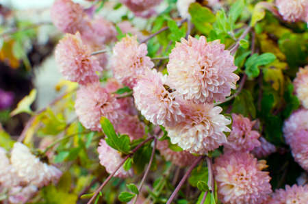 Chrysanthemum flowers grow outdoors in the fall on a sunny dayの写真素材