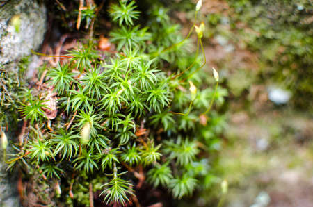 Green grass stem growing outdoors on a sunny dayの写真素材