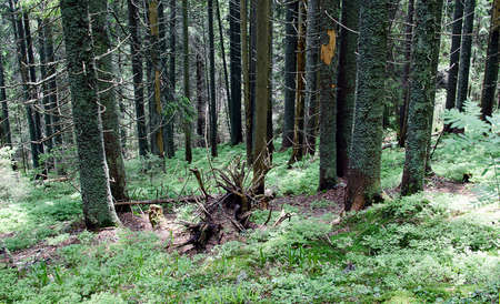 Slender green trees in the forest in summer