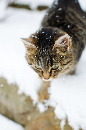 A little cat walks in the fresh air and snow fallsの写真素材