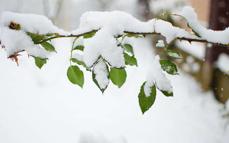 White fluffy snow covered plants in the fresh air の写真素材