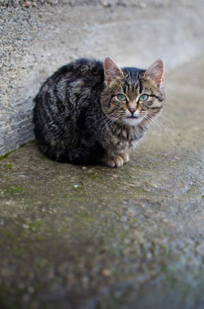 A little cat walks in the fresh air and snow falls