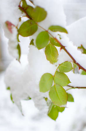 White fluffy snow covered plants in the fresh air の写真素材