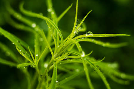 Small drops of dew on fresh green grass in the morning fair weather