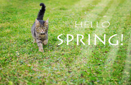 The cat walks in the fresh air on green grass
