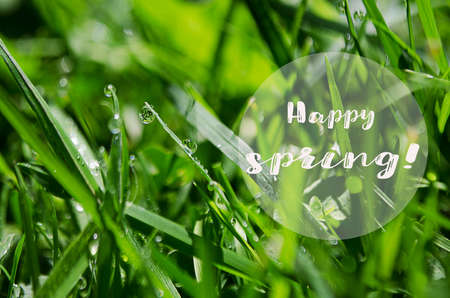 Small drops of dew on fresh green grass in the morning fair weatherの写真素材