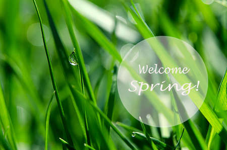 Small drops of dew on fresh green grass in the morning fair weatherの写真素材