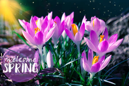 Photo close small spring flowers crocuses. They can be white, purple, yellow
