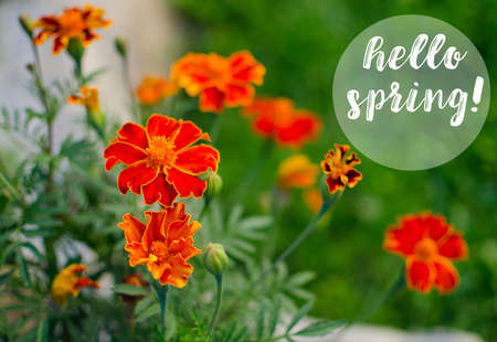 Orange juice flowers grow in the fresh air is a medicinal plant