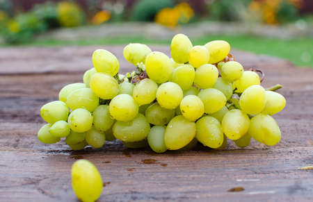 The grapevine grows in the open air in the autumn, ready for gathering