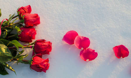 Flowers of roses under white fluffy snow in the open air