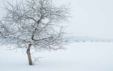 Landscape of winter nature with trees, trees, field with snowの写真素材