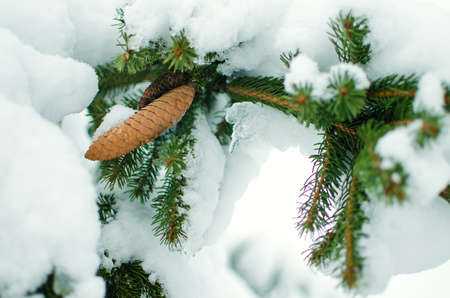 The branch with snow is close in the open air in the winterの写真素材