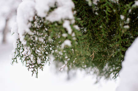 The branch with snow is close in the open air in the winterの写真素材