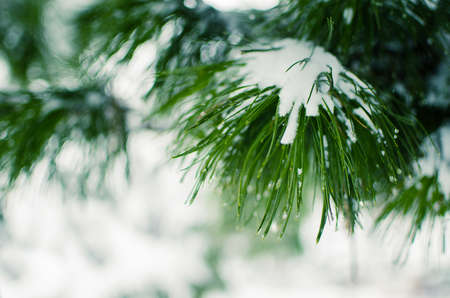 The branch with snow is close in the open air in the winter