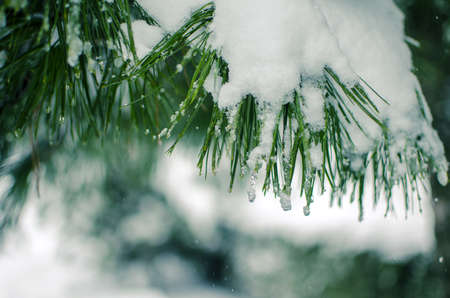 The branch with snow is close in the open air in the winterの写真素材