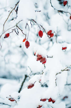 The branch with snow is close in the open air in the winterの写真素材