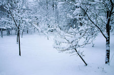 Landscape of winter nature with trees, trees, field with snowの写真素材