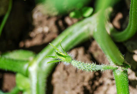 Small and cultivated green cucumbers with yellow flowers grow on the groundの写真素材