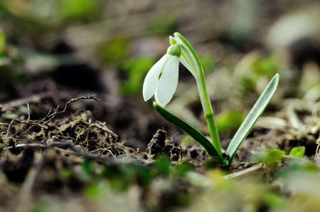 Little white snowflakes on a warm spring dayの写真素材