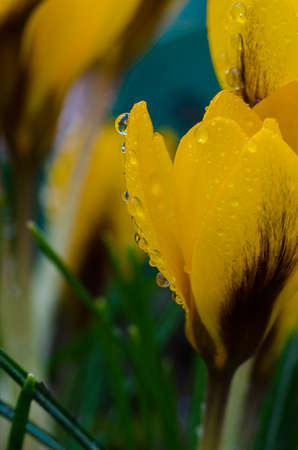 Photo close small spring flowers crocuses. They can be white, purple, yellowの写真素材