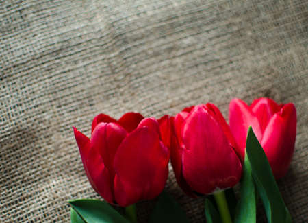 Delicate soft tulips bloom in spring dayの写真素材