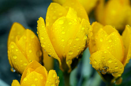 Photo close small spring flowers crocuses. They can be white, purple, yellowの写真素材