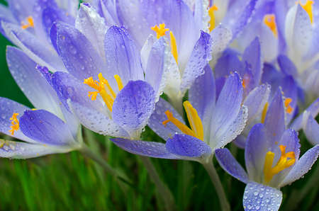 Photo close small spring flowers crocuses. They can be white, purple, yellowの写真素材