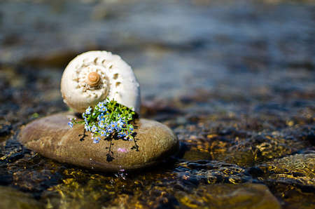 Muscle in water with a bouquet of blue flowers forgottenの写真素材
