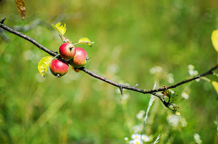 Red apples grow on the branches with leaves in the fresh airの写真素材
