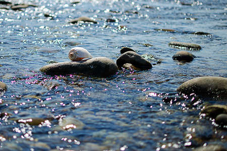Muscle in water with a bouquet of blue flowers forgottenの写真素材
