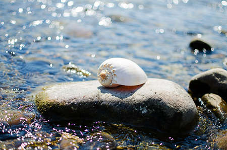 Muscle in water with a bouquet of blue flowers forgottenの写真素材