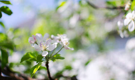 Pink delicate and fragrant apple blossoms in spring liltsi outdoors
