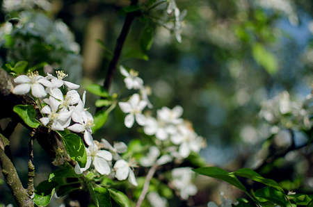 Pink delicate and fragrant apple blossoms in spring liltsi outdoors