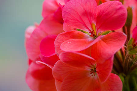 bright pelargonium decorate the yard in summer day