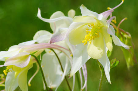 Good high columbine flowers spring outdoor growingの写真素材