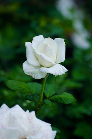 A beautiful large white rose grows in the garden in the fresh air in the summerの写真素材